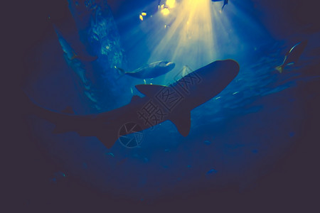 活鲍鱼海底鲨鱼照片水下有阳光的鲨鱼背景