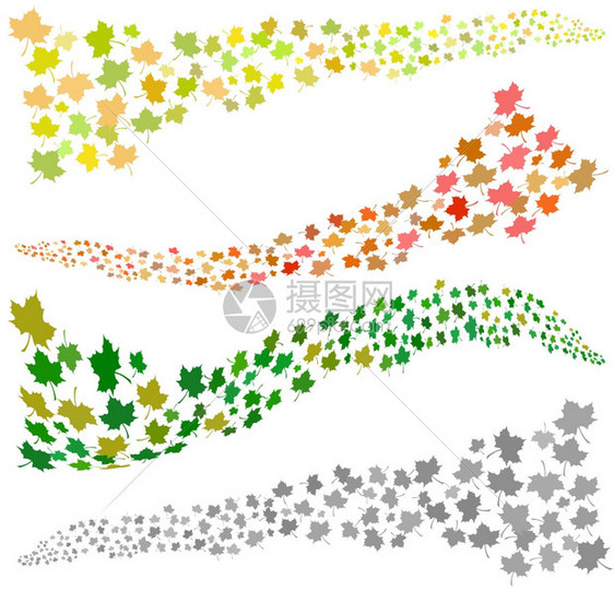白色背景的绿树叶模式图片