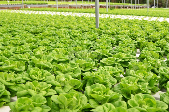 商业温室无土蔬菜种植图片