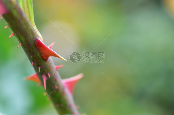 农场玫瑰刺的贴近图像图片