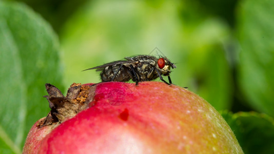 苹果熟了坐在红苹果顶上的飞翔背景