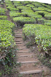 马来西亚卡梅伦高地茶叶种植园图片