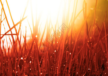 自然背景摘要秋季红草和水滴软焦点图片