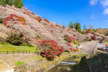 名古屋奥巴拉秋天的风景樱花春日秋朵图片