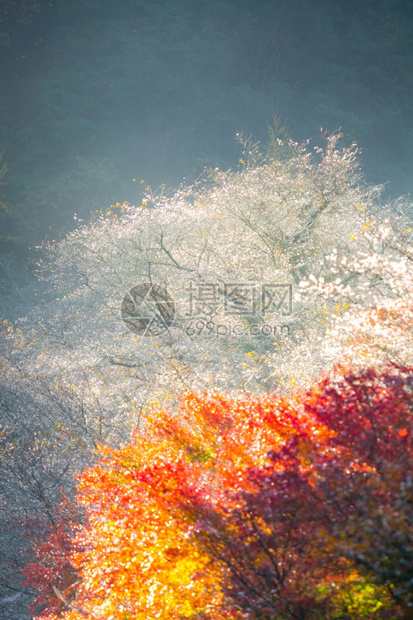 名古屋奥巴拉秋天的风景樱花春日秋朵图片