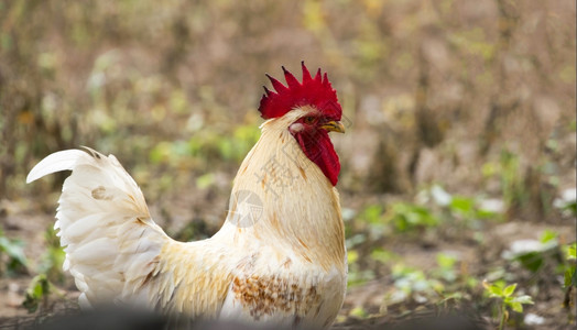 自然背景上的鸡肉图像农场动物图片