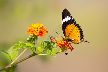蝴蝶在花上的照片自然背景共同老虎蝴蝶昆虫动物图片
