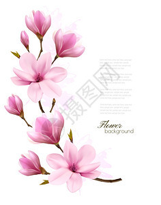 粉红色木兰花枝自然矢量背景图片