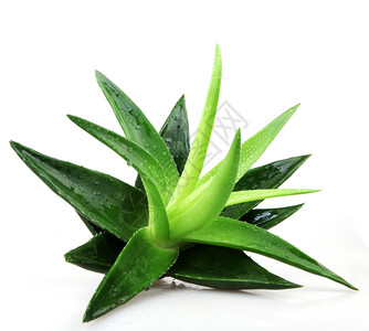 白上隔离的Aloevera植物图片