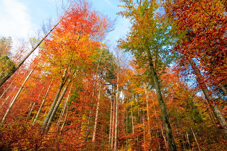 秋树叶景观背景图片