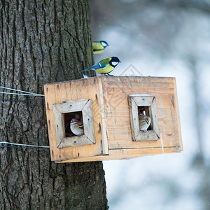 鸟儿喂食者的树屋冬天公园的鸟儿喂食者图片