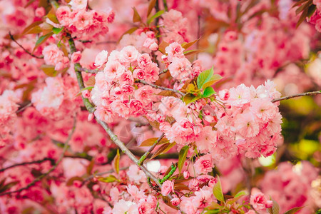 春背景花树图片