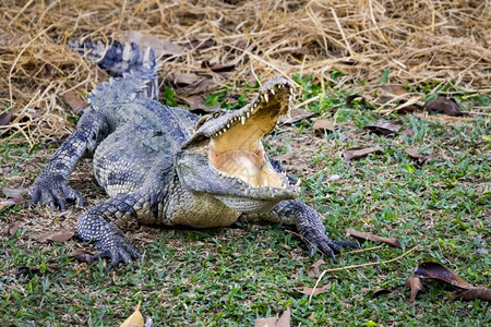草地上鳄鱼的照片爬虫动物图片
