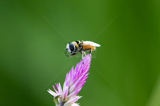 蜜蜂在花上粘贴自然背景上的图像昆虫动物图片