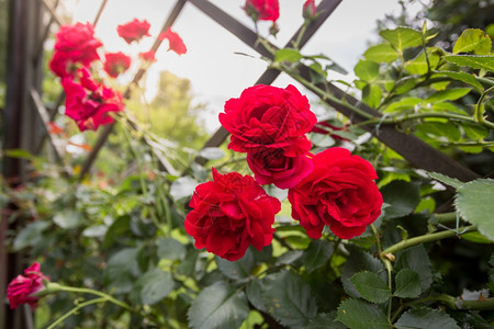 在公园装饰围栏上生长的三朵美丽红玫瑰图片