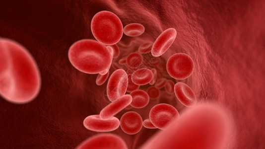 血管细胞3D插图图片