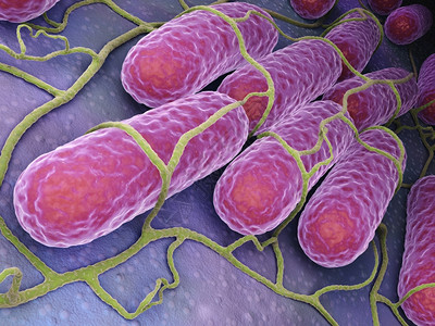 Salmonella细菌文化Salmonella细菌文化图片