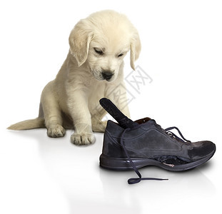 被宠坏的金小子带着一双在玩耍时撕碎的靴子追寻小狗图片
