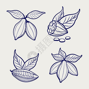 可豆和树叶的涂料可豆和灰色背景的叶子涂料图片