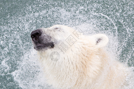 关闭被囚禁的北极熊有选择地关注眼睛图片