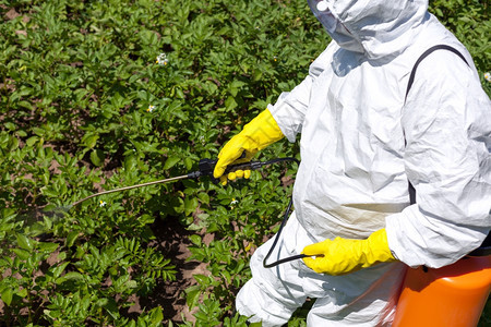 农民在蔬菜园喷洒有毒杀虫剂图片