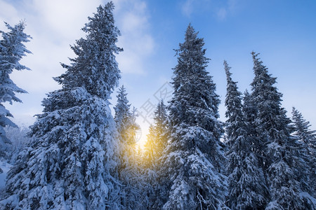 冬季日积雪覆盖森林图片
