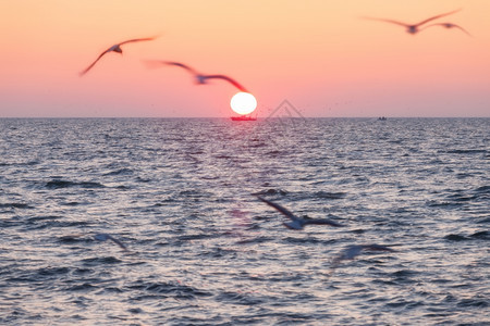 太阳升起在海面上带鸥图片