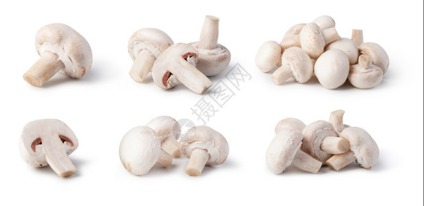 香皮尼翁白底蘑菇图片