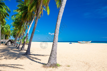 斯里兰卡热带海滩背景图片