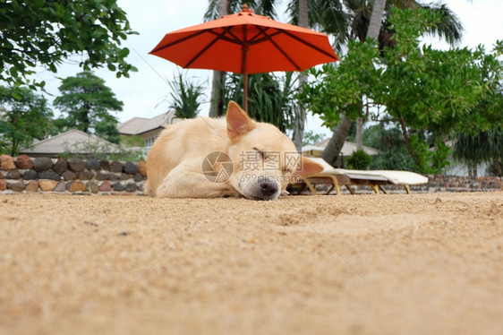 懒的狗在沙滩上放松和睡觉图片