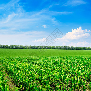 明亮的玉米田和蓝天空图片