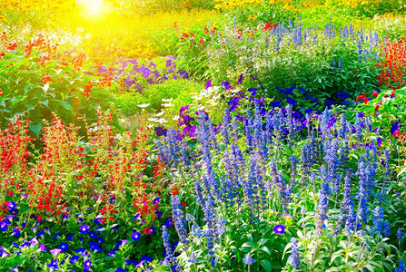 由阳光照亮的多彩花朵床背景图片