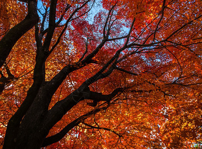 日本的秋色图片