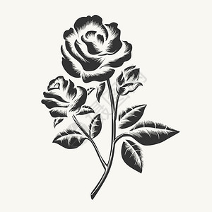 黑手画玫瑰刻蚀矢量黑手画玫瑰将刻在白色背景上图片