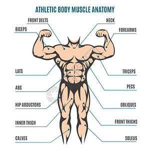 体力人肌肉解剖人体系统的矢量插图图片