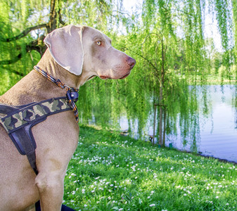 公园里的Weimaraner的狗图片