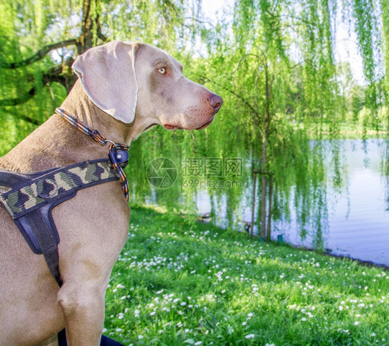 公园里的Weimaraner的狗图片