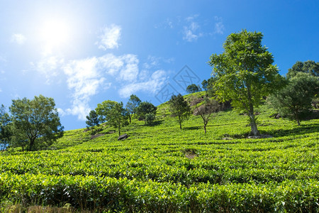 茶叶种植园自然背景图片