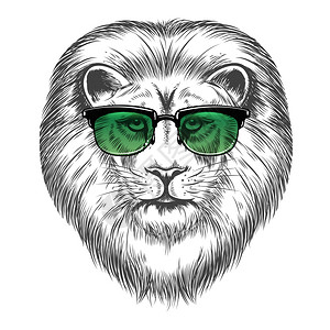 太阳眼镜设计中的海狮手画子在太阳眼镜中孤立于白色背景海狮印刷品设计矢量插图图片