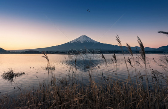 清晨富士山与宁静的湖图片