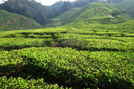 马来西亚卡梅伦高地茶叶种植园图片