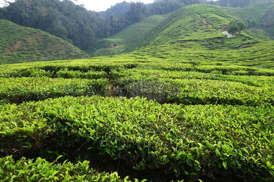 马来西亚卡梅伦高地茶叶种植园图片