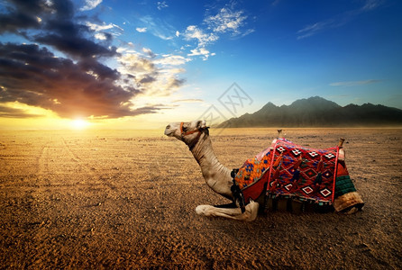 日落时在西奈半岛沙漠的骆驼中图片