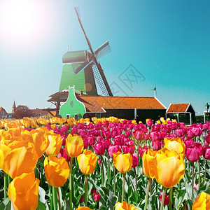 荷兰风车照片来自荷兰蓝色天空的风车照片背景
