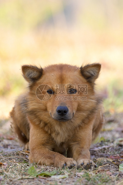 棕色狗在自然背景上的照片图片