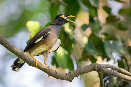 树枝上常见的传说鸟图像是关于自然背景的野生动物图片
