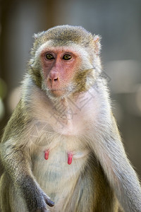 雌猴子关于自然背景的图像野生动物图片