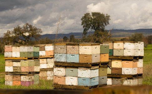 蜜蜂在外面值勤一个温和的春天吹过他们称之为家的盒子周围图片