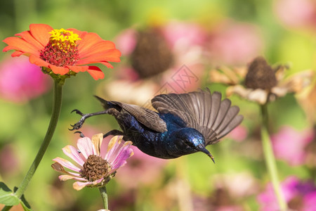鸟的图像purplesunbird野生动物图片