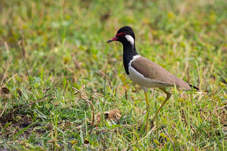 绿草地上的红毛鸟Vanellusindicus照片图片
